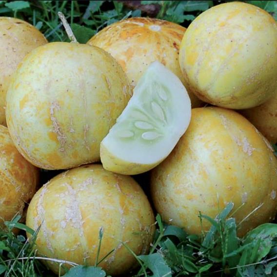 Cucumis melo Lemon Cucumber - Melão Pepino Doce - Imagem 7