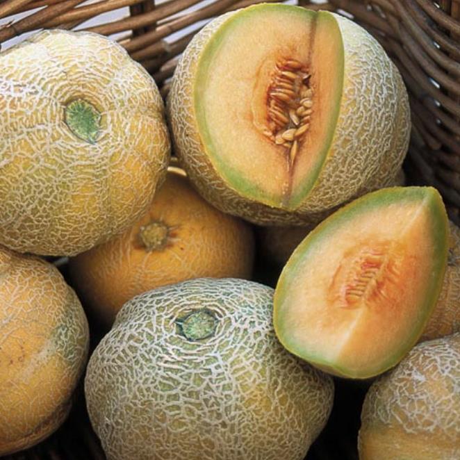 Cucumis melo Minnesota Midget (Certificação Orgânica) - Melão de Minnesota, Melâo Mel Individual de Minnesota - Imagem 2