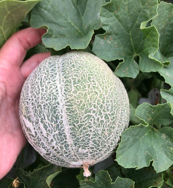 Cucumis melo Minnesota Midget (Certificação Orgânica) - Melão de Minnesota, Melâo Mel Individual de Minnesota - Imagem 3