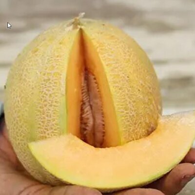 Cucumis melo Minnesota Midget (Certificação Orgânica) - Melão de Minnesota, Melâo Mel Individual de Minnesota