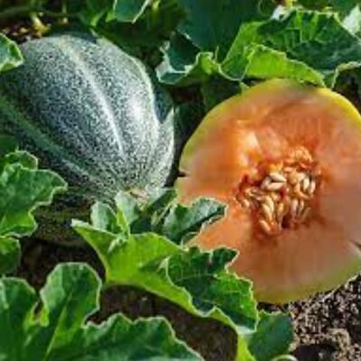 Cucumis melo Petit Gris de Rennes - Melão Francês Gourmet, Melão Heirloom Petit Gris de Rennes - Melão Relíquia Fran