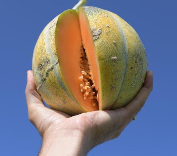 Cucumis melo Petit Gris de Rennes - Melão Francês Gourmet, Melão Heirloom Petit Gris de Rennes - Melão Relíquia Fran - Imagem 4