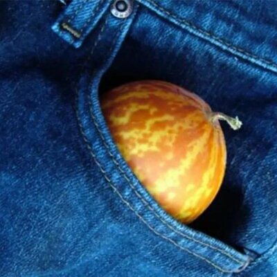 Cucumis melo Queen Annes Pocket - Melão de Bolso
