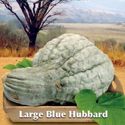 Cucurbita Maxima Hubbard Blue Giant (Certificação Orgânica) - Abóbora Hubbard Gigante, Abóbora Azul Colossal