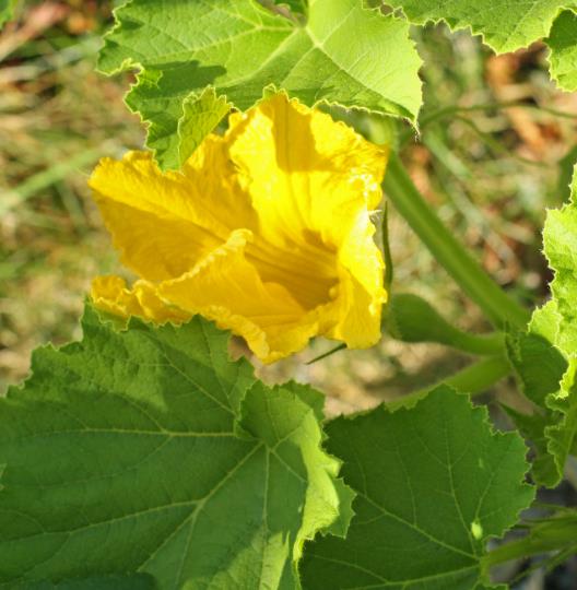 Cucurbita Maxima Hubbard Blue Giant (Certificação Orgânica) - Abóbora Hubbard Gigante, Abóbora Azul Colossal - Imagem 2