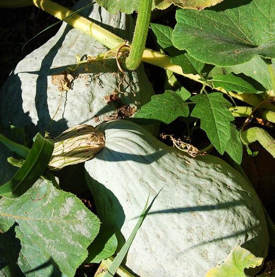 Cucurbita Maxima Hubbard Blue Giant (Certificação Orgânica) - Abóbora Hubbard Gigante, Abóbora Azul Colossal - Imagem 3