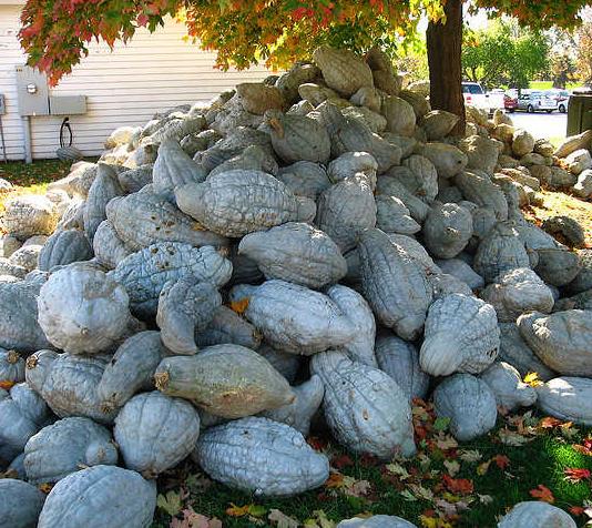 Cucurbita Maxima Hubbard Blue Giant (Certificação Orgânica) - Abóbora Hubbard Gigante, Abóbora Azul Colossal - Imagem 4