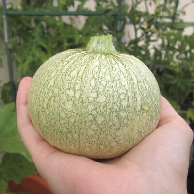 Cucurbita Pepo De Nice (Certificação Orgânica) - Abobrinha Redonda Francesa, Abobrina De Nice, Guloseima Recheada