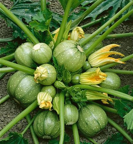 Cucurbita Pepo De Nice (Certificação Orgânica) - Abobrinha Redonda Francesa, Abobrina De Nice, Guloseima Recheada - Imagem 5