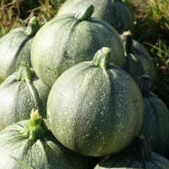 Cucurbita Pepo De Nice (Certificação Orgânica) - Abobrinha Redonda Francesa, Abobrina De Nice, Guloseima Recheada - Imagem 6