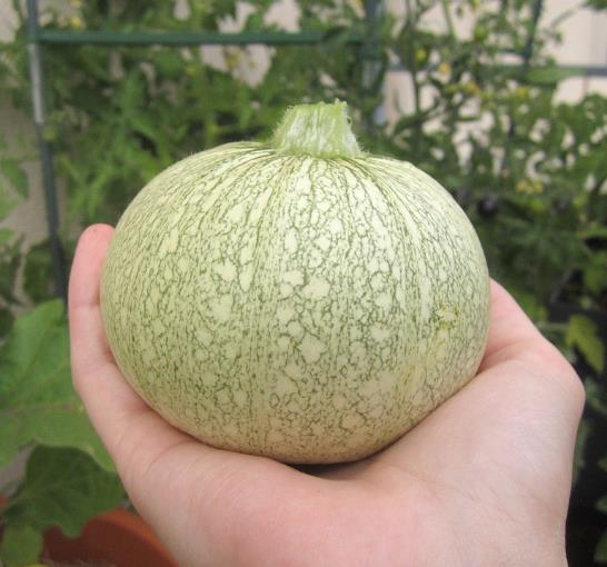 Cucurbita Pepo De Nice (Certificação Orgânica) - Abobrinha Redonda Francesa, Abobrina De Nice, Guloseima Recheada - Imagem 9