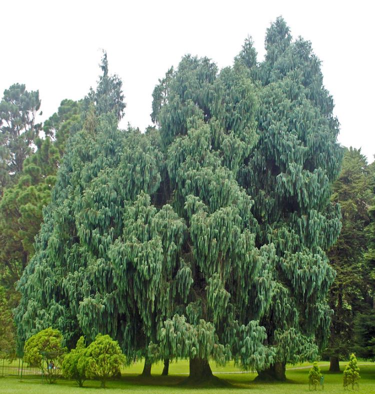 Cupressus cashmeriana - Cipreste de Caxemira, Cipreste Butão, Cipreste Cascata Azul, Cipreste Chorão - Imagem 6