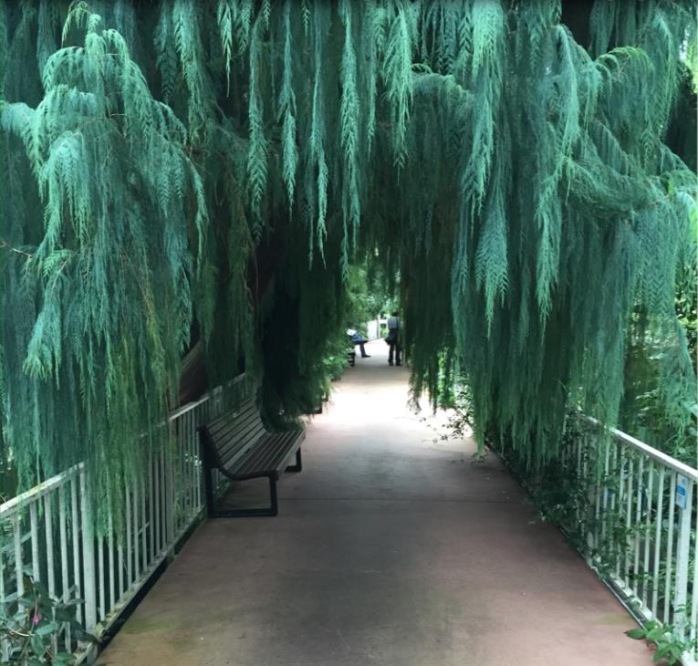 Cupressus cashmeriana - Cipreste de Caxemira, Cipreste Butão, Cipreste Cascata Azul, Cipreste Chorão - Imagem 7