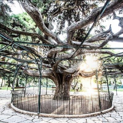 Cupressus Lusitanica Var. Benthamii - Cedro Do Buçaco, Cipreste Mexicano, Bentham Cypress, Cedro De S.José