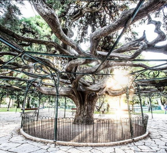 Cupressus Lusitanica Var. Benthamii - Cedro Do Buçaco, Cipreste Mexicano, Bentham Cypress, Cedro De S.José