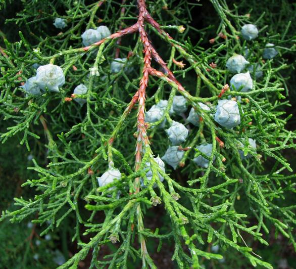 Cupressus Lusitanica Var. Benthamii - Cedro Do Buçaco, Cipreste Mexicano, Bentham Cypress, Cedro De S.José - Imagem 4