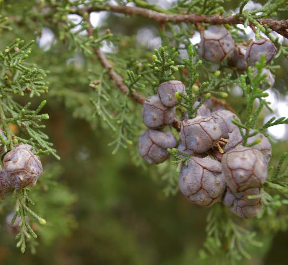 Cupressus Lusitanica Var. Benthamii - Cedro Do Buçaco, Cipreste Mexicano, Bentham Cypress, Cedro De S.José - Imagem 5