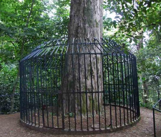 Cupressus Lusitanica Var. Benthamii - Cedro Do Buçaco, Cipreste Mexicano, Bentham Cypress, Cedro De S.José - Imagem 7