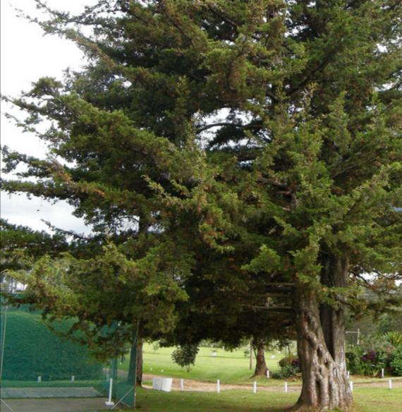 Cupressus Lusitanica Var. Benthamii - Cedro Do Buçaco, Cipreste Mexicano, Bentham Cypress, Cedro De S.José - Imagem 8
