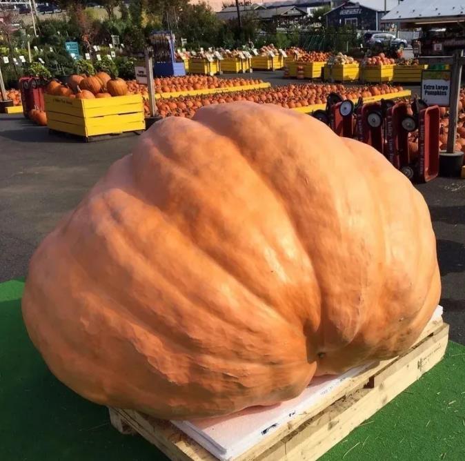 Curcubita maxima Dills Atlantic Giant - Abobora Gigante - Dills Atlantic Giant - Imagem 3