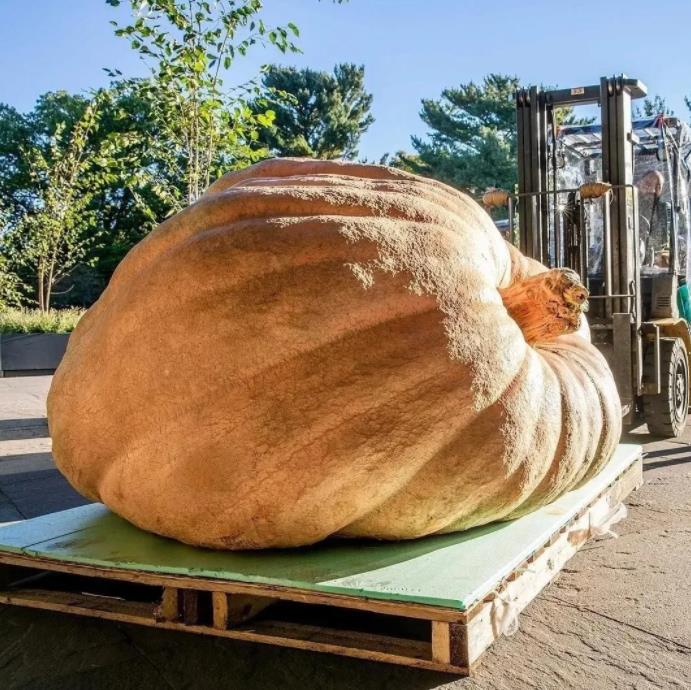 Curcubita maxima Dills Atlantic Giant - Abobora Gigante - Dills Atlantic Giant - Imagem 4