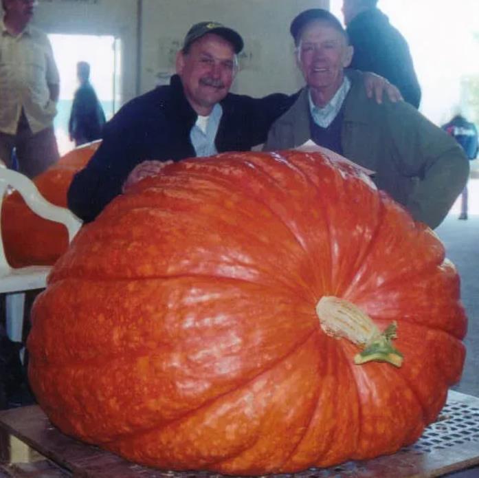 Curcubita maxima Dills Atlantic Giant - Abobora Gigante - Dills Atlantic Giant - Imagem 5