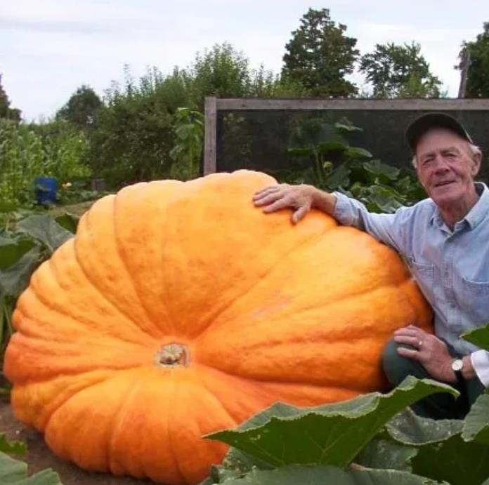 Curcubita maxima Dills Atlantic Giant - Abobora Gigante - Dills Atlantic Giant - Imagem 6