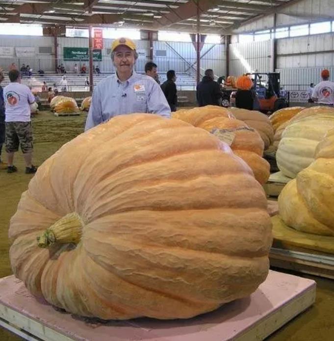 Curcubita maxima Dills Atlantic Giant - Abobora Gigante - Dills Atlantic Giant - Imagem 7
