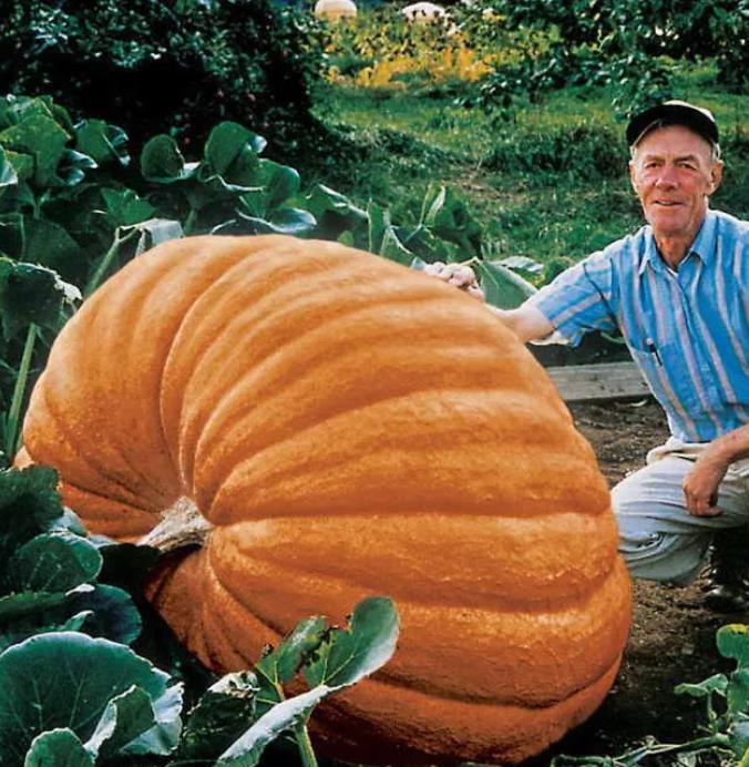 Curcubita maxima Dills Atlantic Giant - Abobora Gigante - Dills Atlantic Giant - Imagem 8