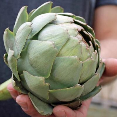 Cynara cardunculus ssp. Scolymus 'Gros Vert de Laon' - Alcachofra Vert de Laon, Alcachofra de Provença