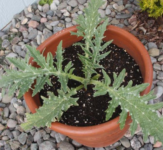 Cynara cardunculus ssp. Scolymus 'Gros Vert de Laon' - Alcachofra Vert de Laon, Alcachofra de Provença - Imagem 2