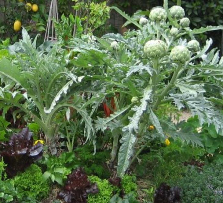 Cynara cardunculus ssp. Scolymus 'Gros Vert de Laon' - Alcachofra Vert de Laon, Alcachofra de Provença - Imagem 3