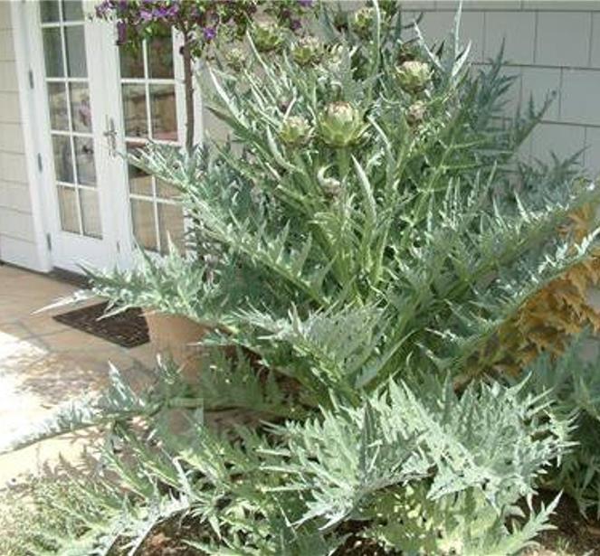 Cynara cardunculus ssp. Scolymus 'Gros Vert de Laon' - Alcachofra Vert de Laon, Alcachofra de Provença - Imagem 5
