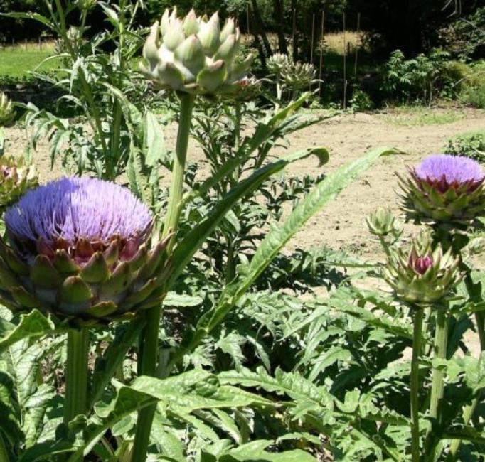 Cynara cardunculus ssp. Scolymus 'Gros Vert de Laon' - Alcachofra Vert de Laon, Alcachofra de Provença - Imagem 6