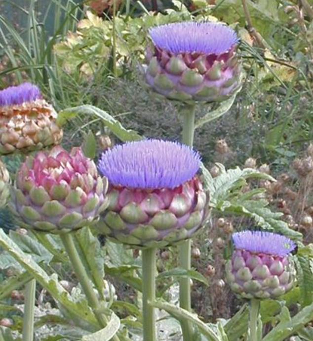 Cynara cardunculus ssp. Scolymus 'Gros Vert de Laon' - Alcachofra Vert de Laon, Alcachofra de Provença - Imagem 7