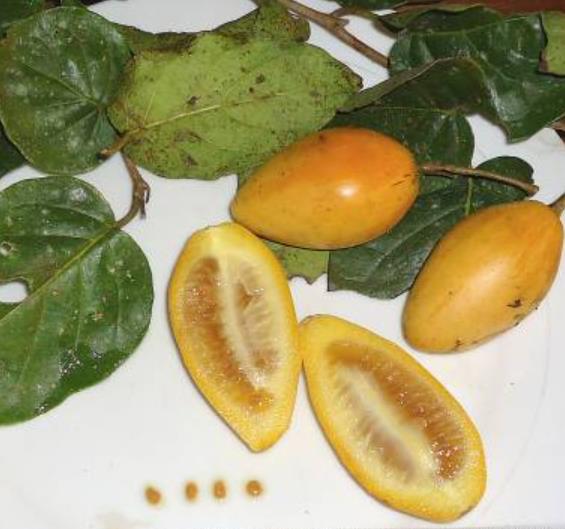 Cyphomandra hartwegii - Cyphomandra de Hartweg, Tomate de Árvore, Árvore do tomate de Hartweg, Tamarillo - Imagem 2