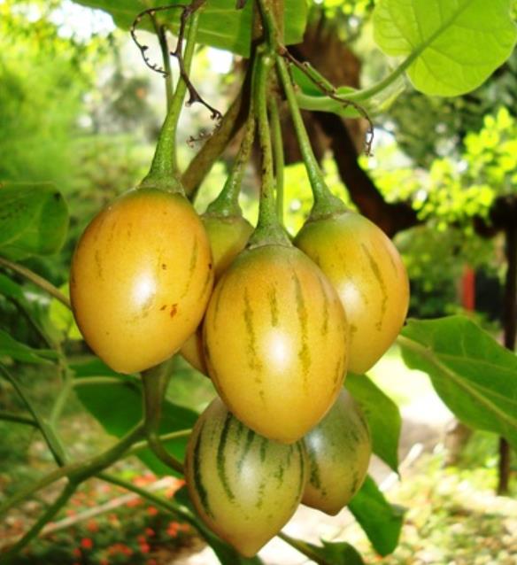 Cyphomandra hartwegii - Cyphomandra de Hartweg, Tomate de Árvore, Árvore do tomate de Hartweg, Tamarillo - Imagem 3