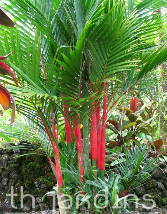 Cyrtostachys renda - Lakka - Palmeira laca - Imagem 3