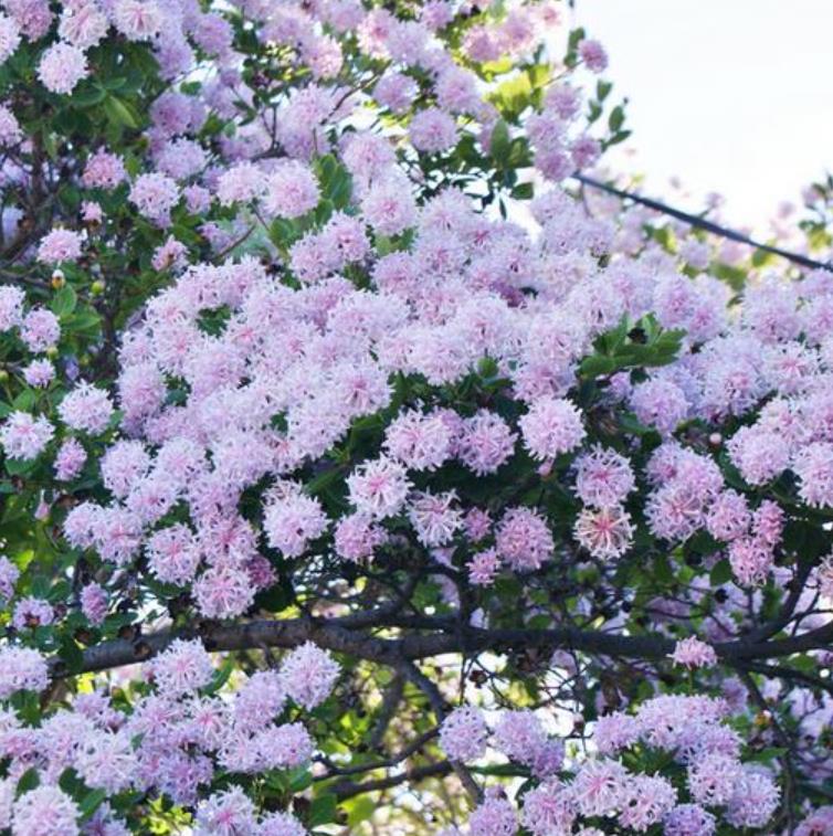 Dais cotinifolia - Árvore Pompom, Pompom-Boom - Imagem 3