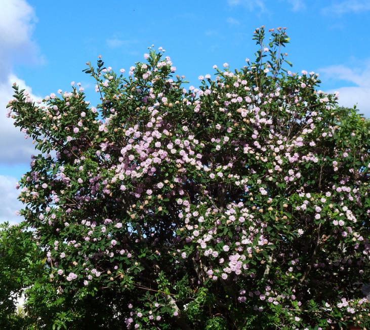 Dais cotinifolia - Árvore Pompom, Pompom-Boom - Imagem 4