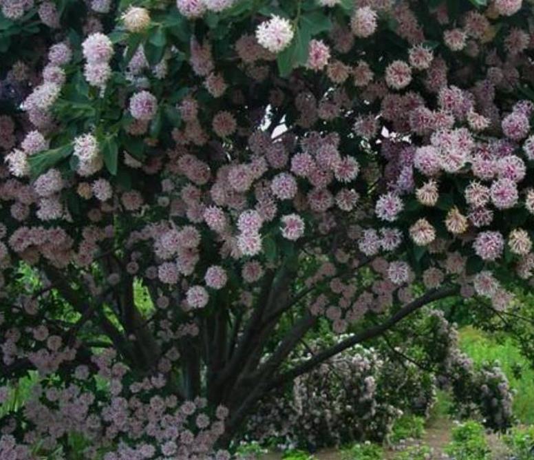 Dais cotinifolia - Árvore Pompom, Pompom-Boom - Imagem 5