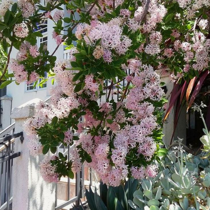 Dais cotinifolia - Árvore Pompom, Pompom-Boom - Imagem 6