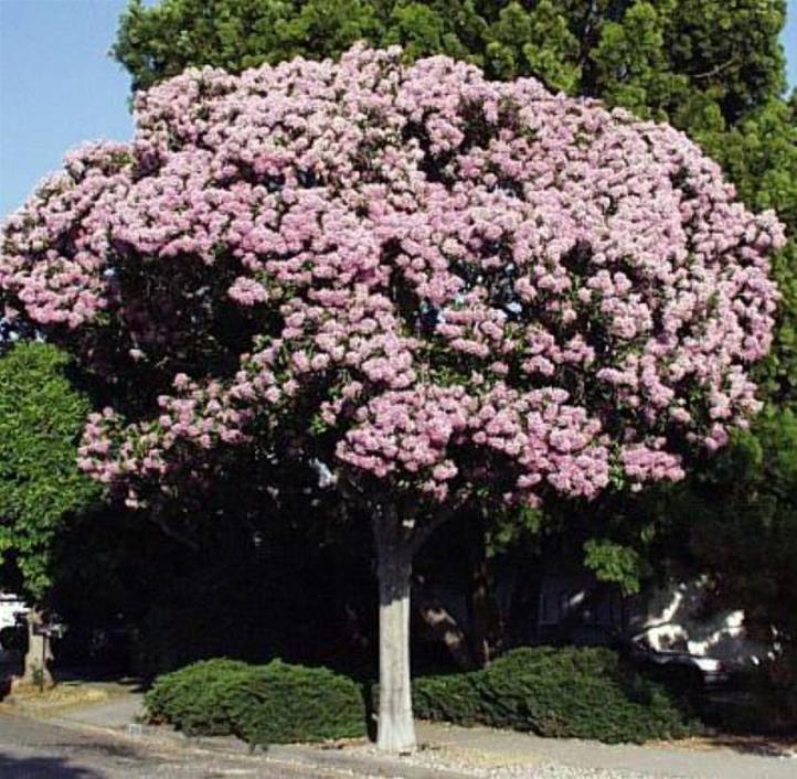 Dais cotinifolia - Árvore Pompom, Pompom-Boom - Imagem 7