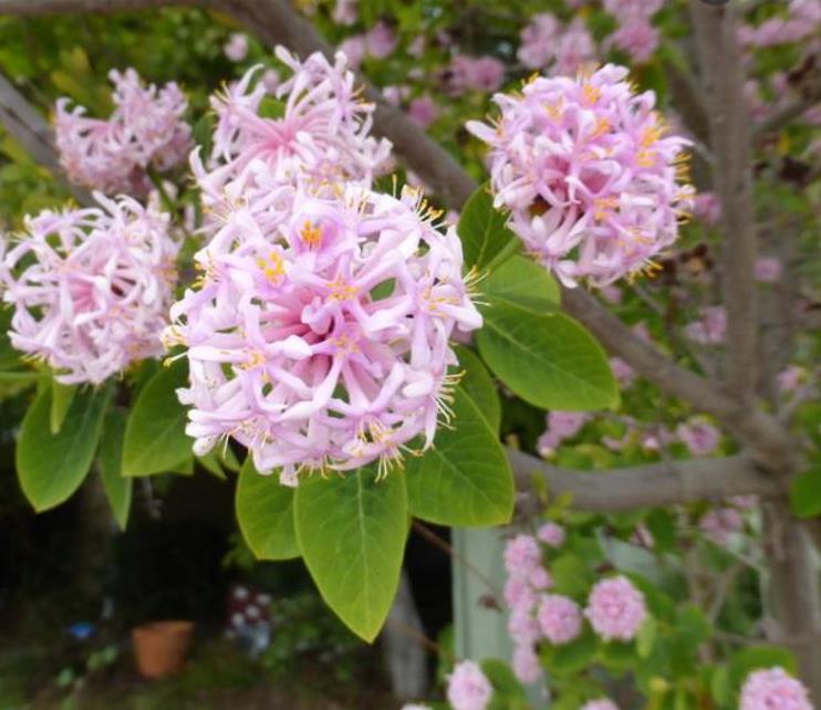 Dais cotinifolia - Árvore Pompom, Pompom-Boom - Imagem 8