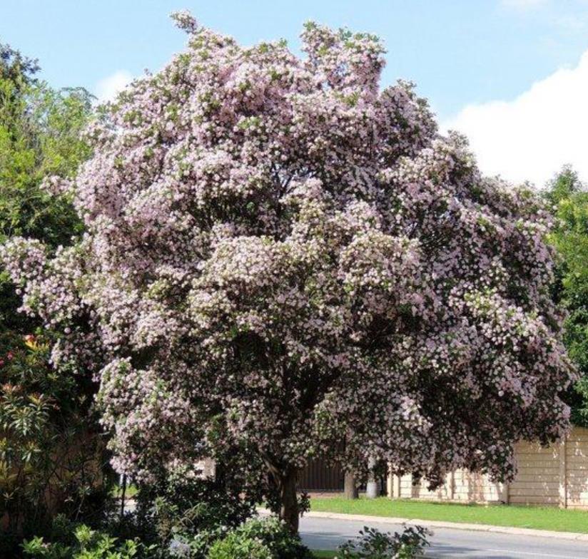 Dais cotinifolia - Árvore Pompom, Pompom-Boom - Imagem 9