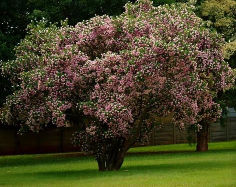 Dais cotinifolia - Árvore Pompom, Pompom-Boom - Imagem 10