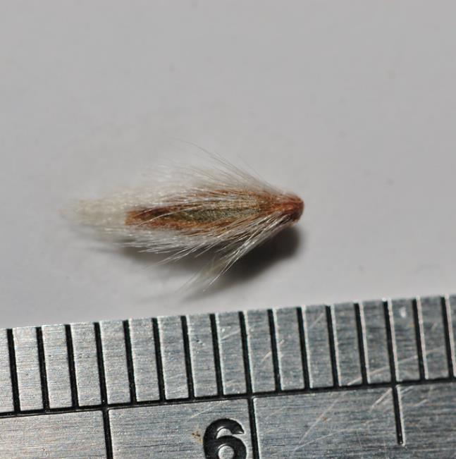 Dais cotinifolia - Árvore Pompom, Pompom-Boom - Imagem 11