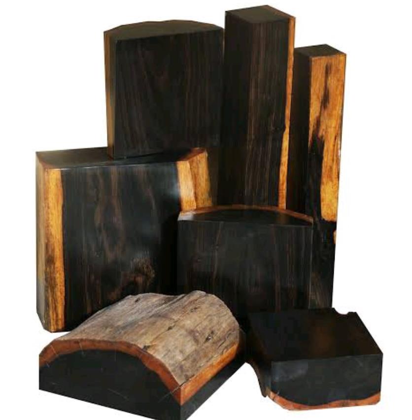 Dalbergia melanoxylon - Ébano Negro, Ebony Africano, Mpingo, African Blackwood, Árvore da Música - Imagem 3