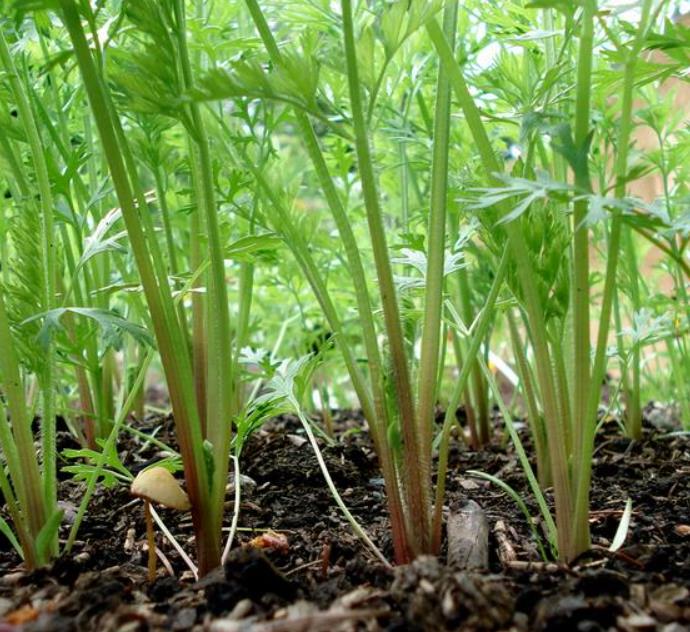 Daucus carota 'Purple Dragon' (C.O) - Cenoura Roxa Gourmet, Cenoura Bicolor, Cenoura colorida - Imagem 4