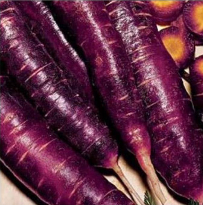 Daucus carota 'Purple Dragon' (C.O) - Cenoura Roxa Gourmet, Cenoura Bicolor, Cenoura colorida - Imagem 6